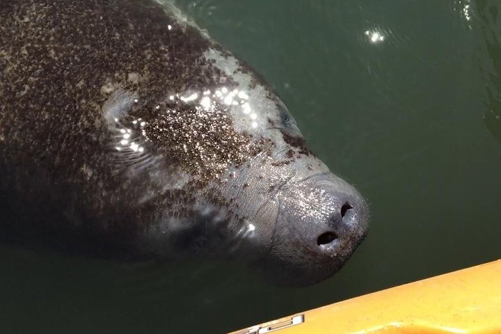 Manatee saying Hello!